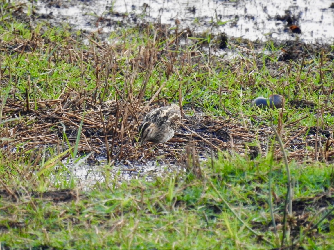 חרטומית ביצות - ML647404856