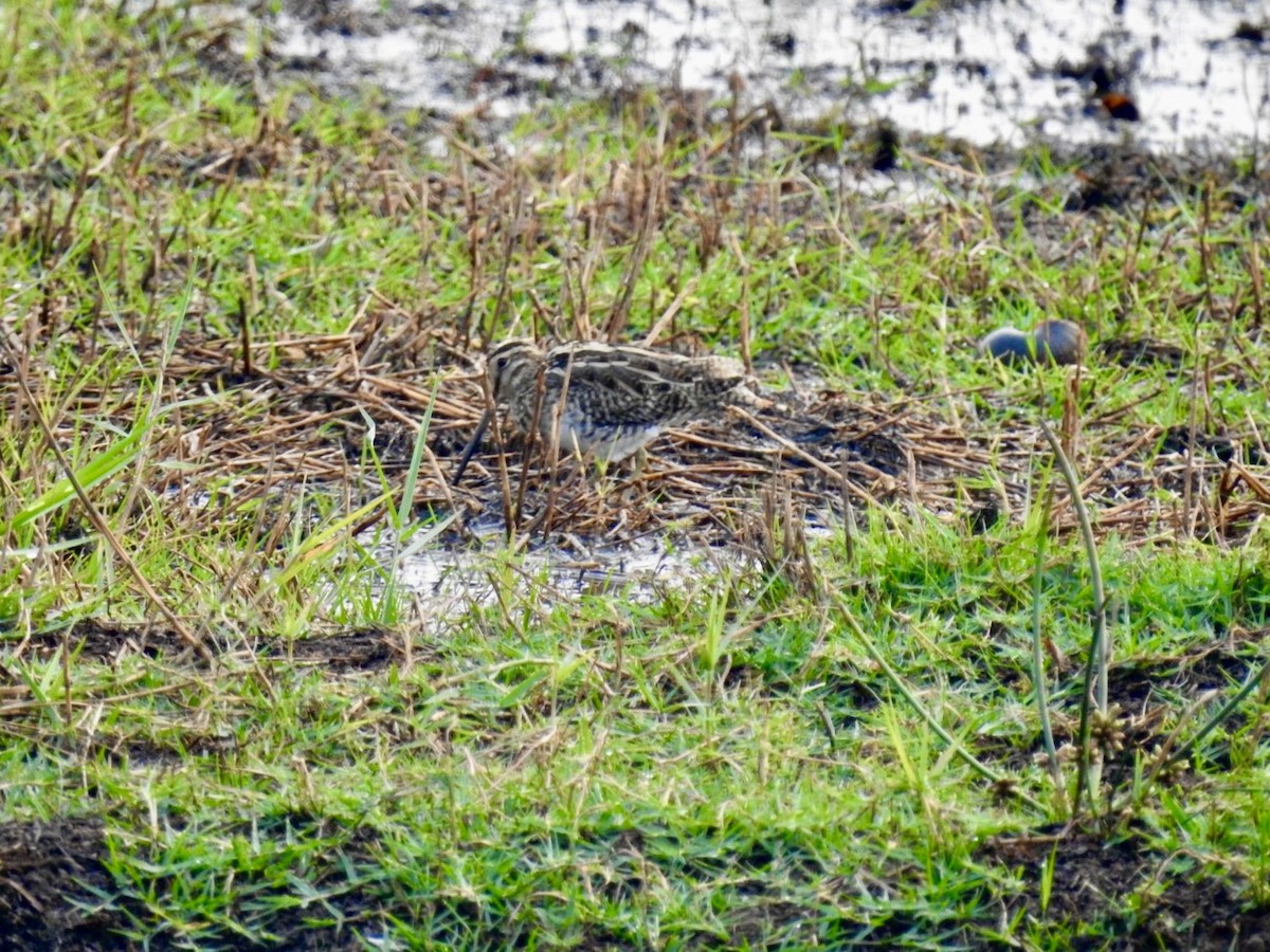 חרטומית ביצות - ML647404857