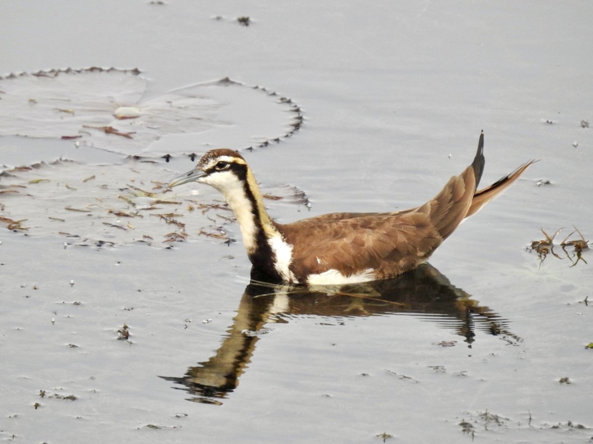 fasanbladhøne - ML647404865