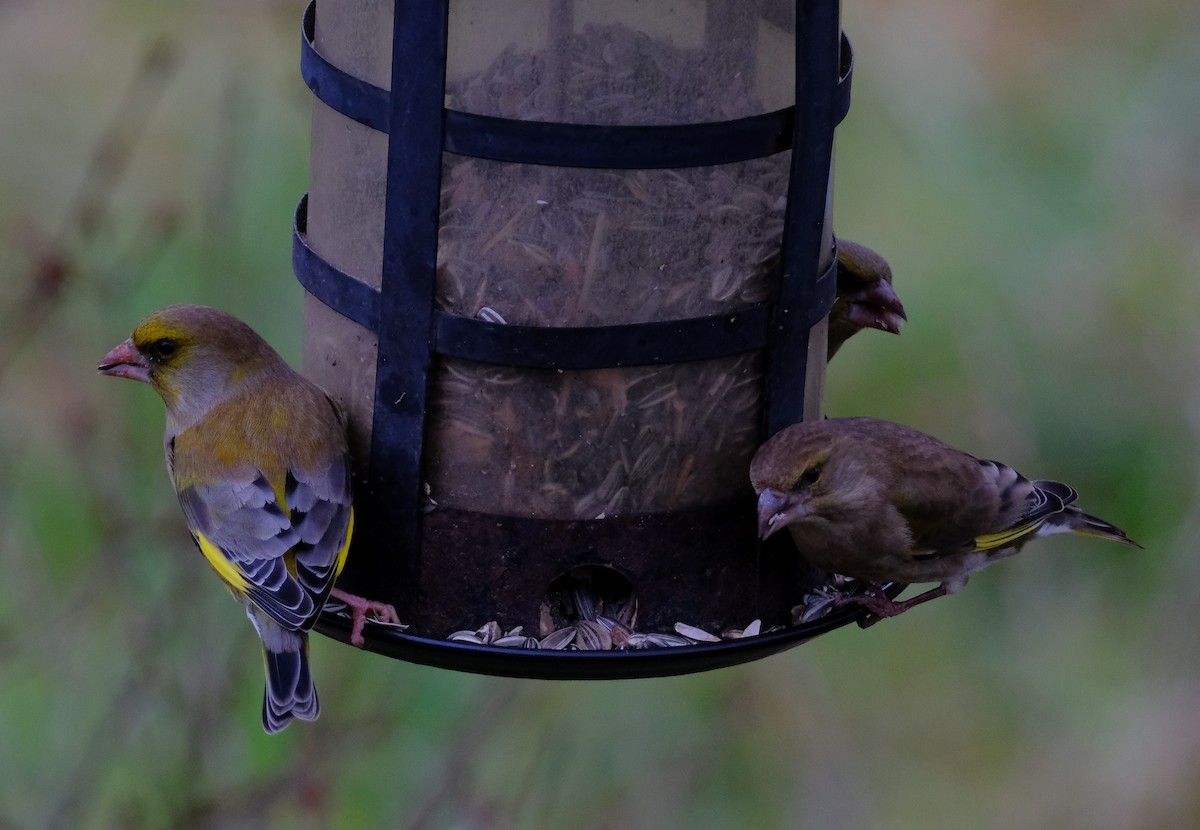 European Greenfinch - ML647404868