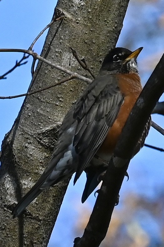 American Robin - ML647404869