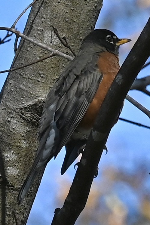 American Robin - ML647404870