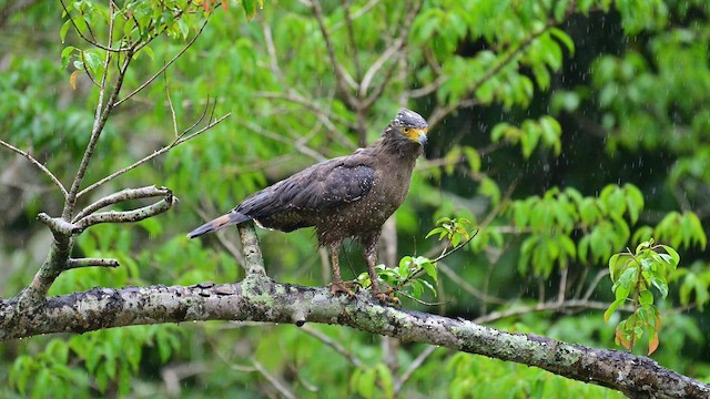 Crested Serpent-Eagle - ML647404881