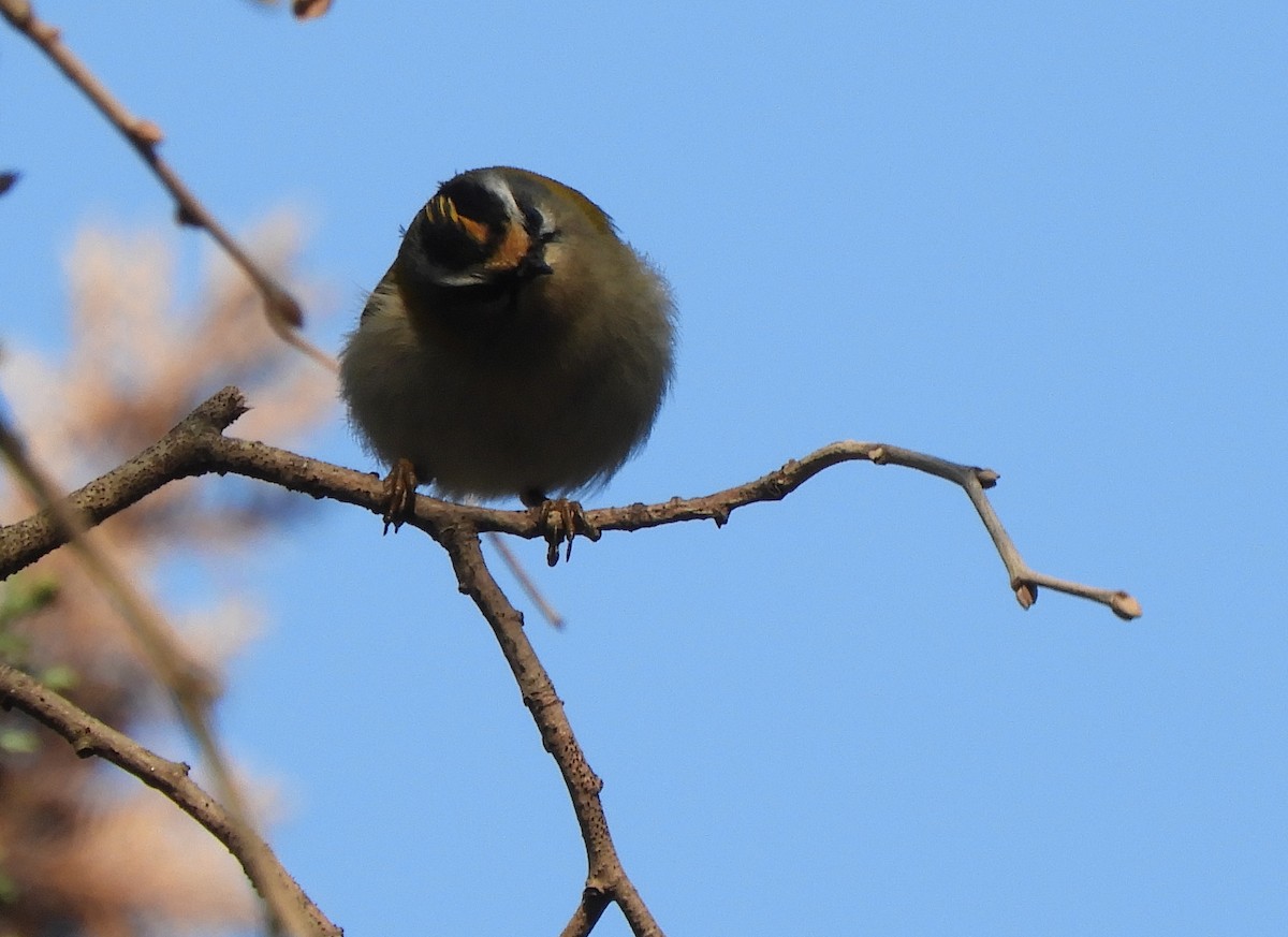 Common Firecrest - ML647404885