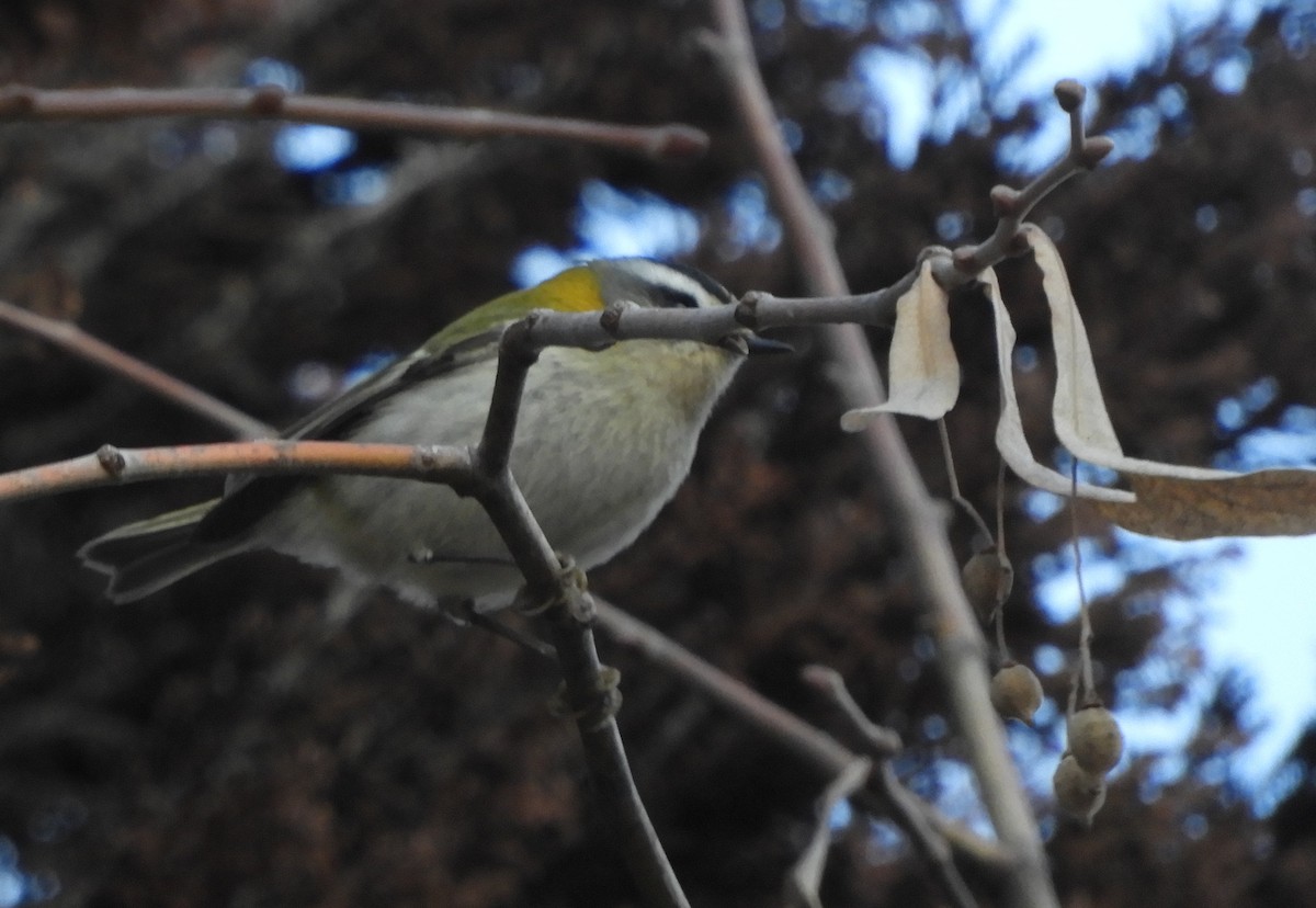 Common Firecrest - ML647404886