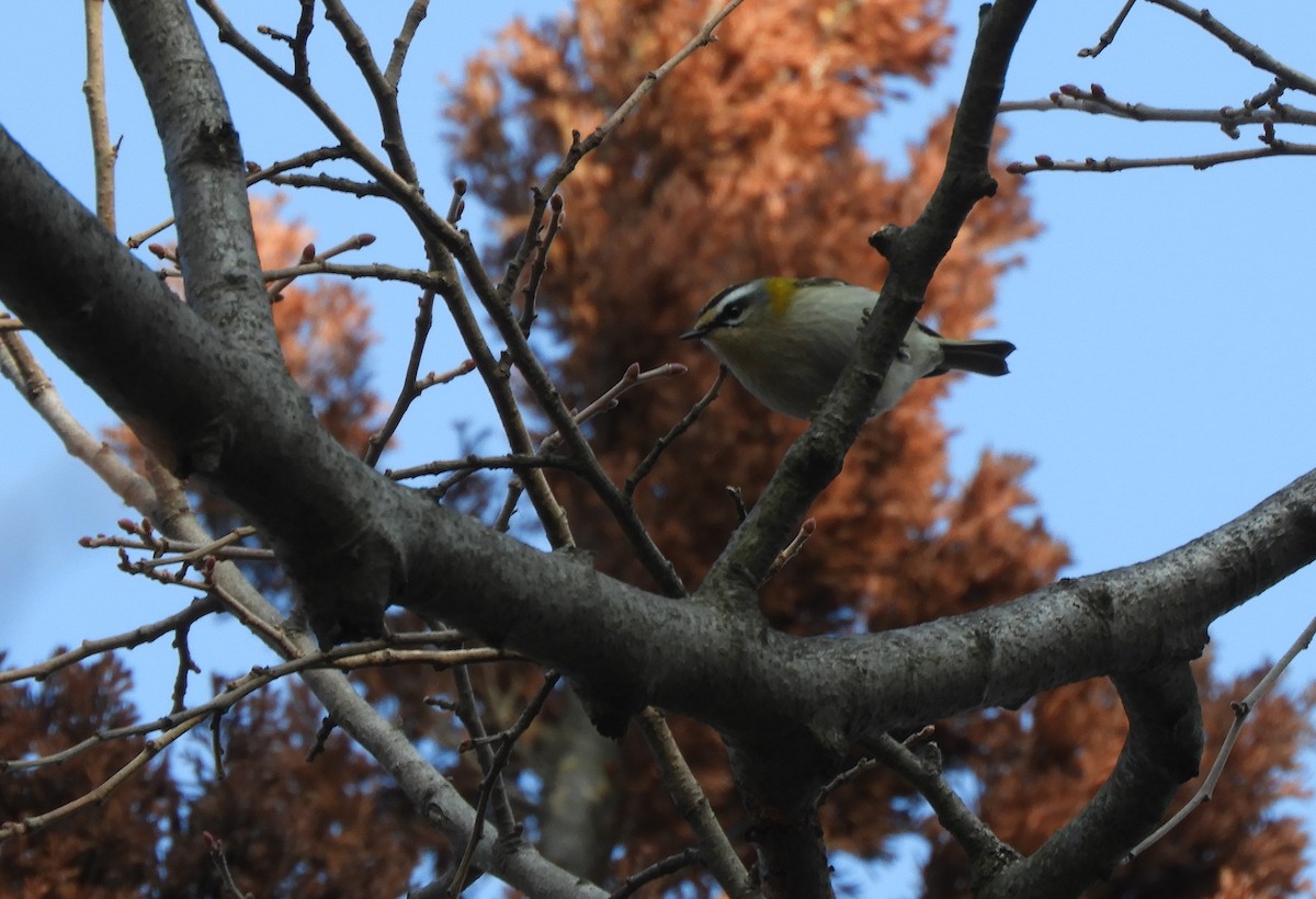 Common Firecrest - ML647404887