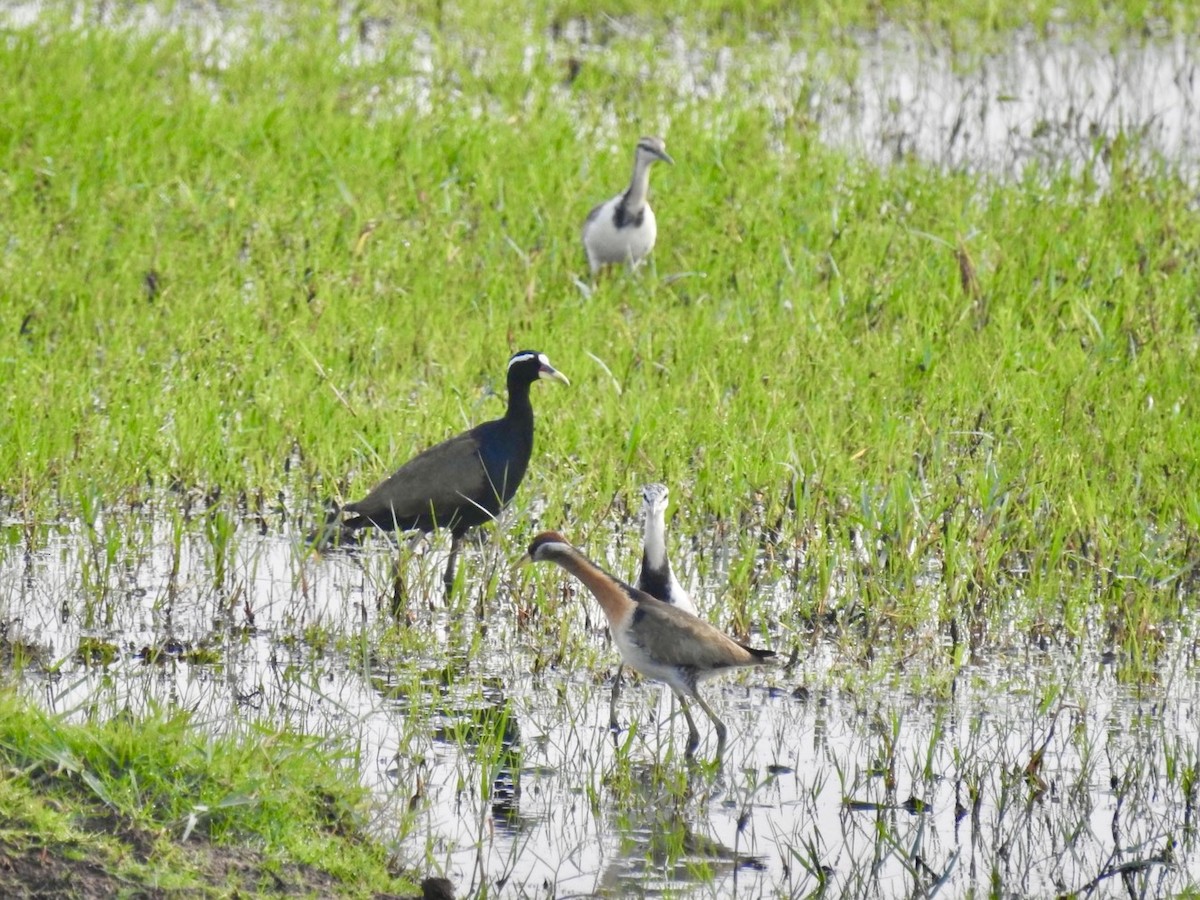 Бронзовокрылая якана - ML647404888