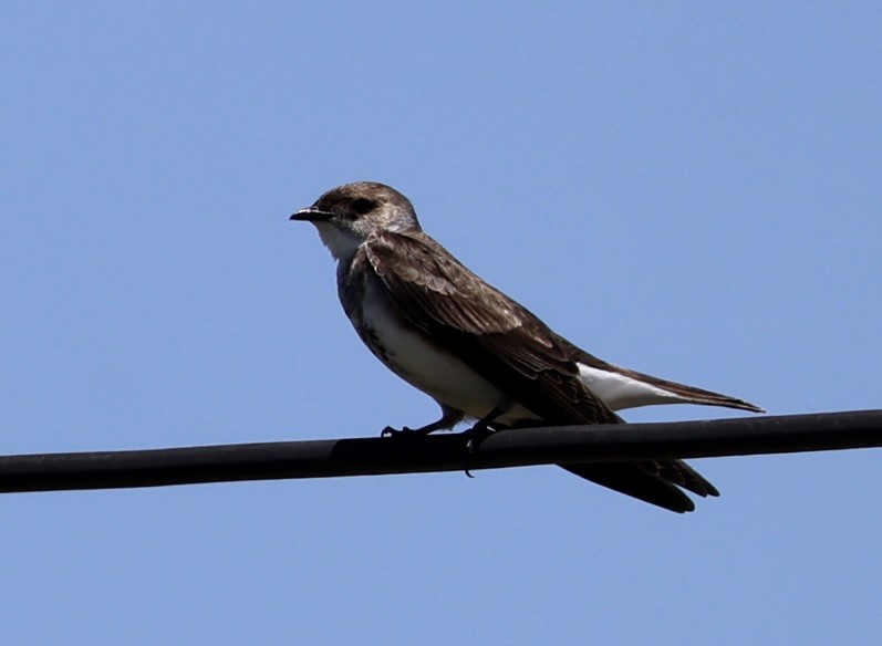 Brown-chested Martin - ML647404891