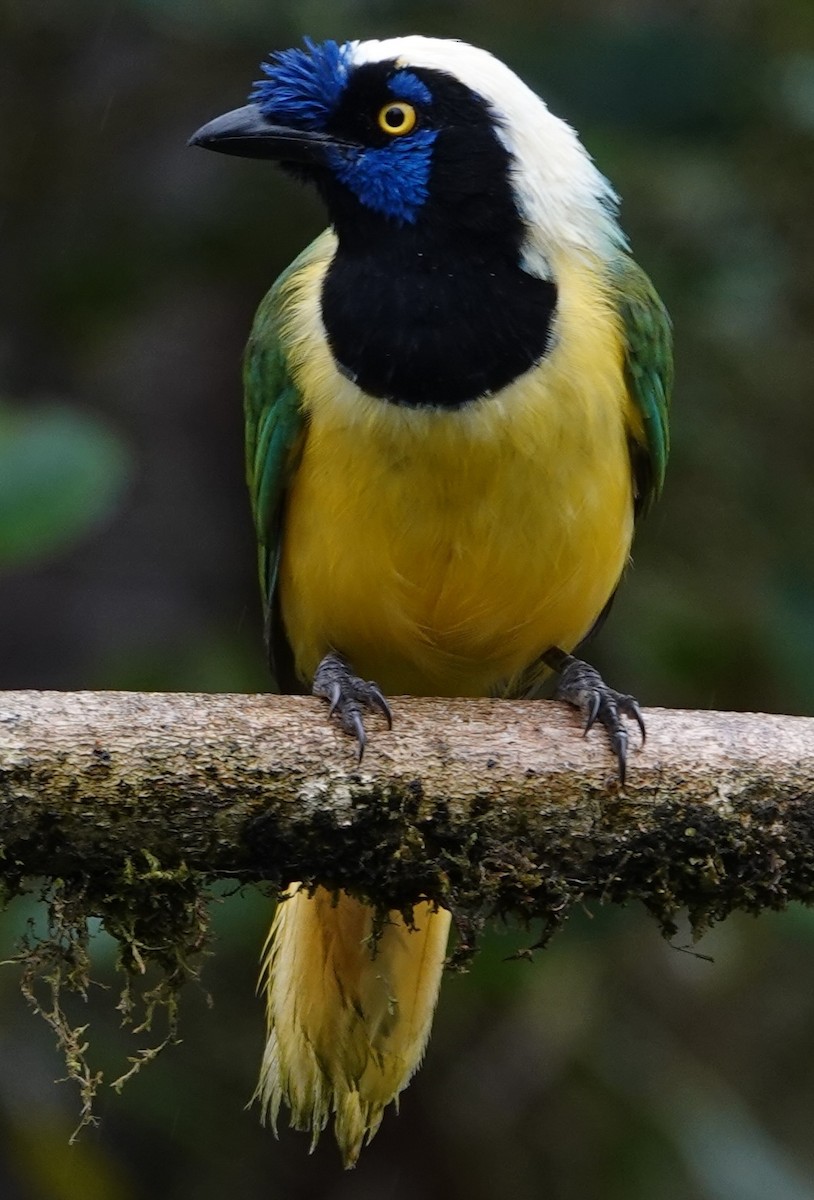 Inkablaurabe - ML647404895