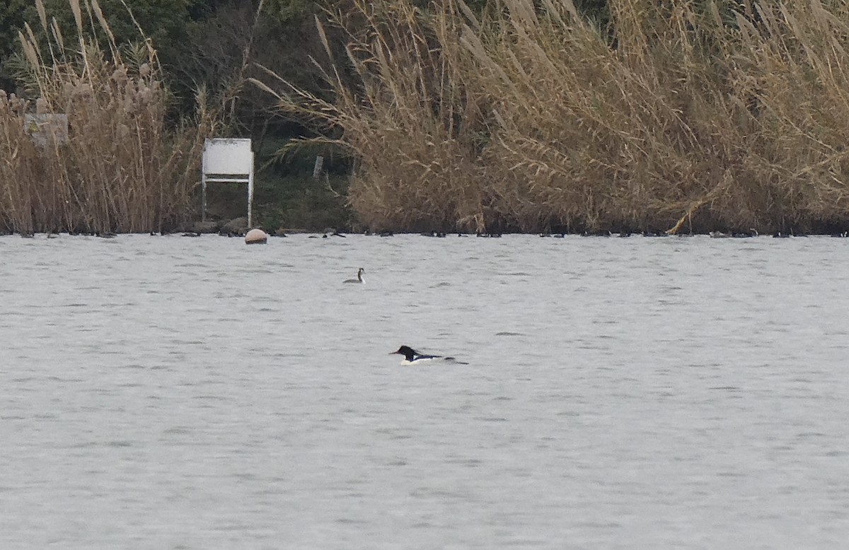 Scaly-sided Merganser - ML647404896