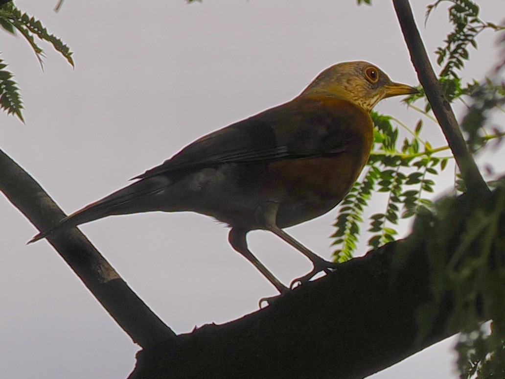 Rufous-backed Robin - ML647404898