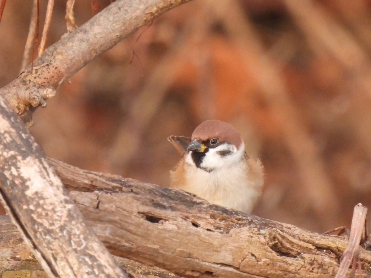 Gorrión Molinero - ML647404907