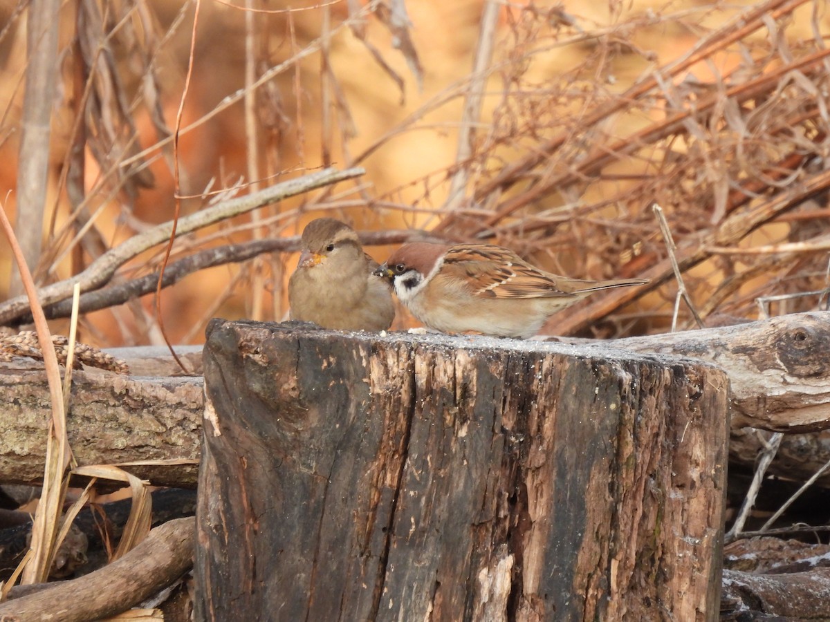 Gorrión Molinero - ML647404908