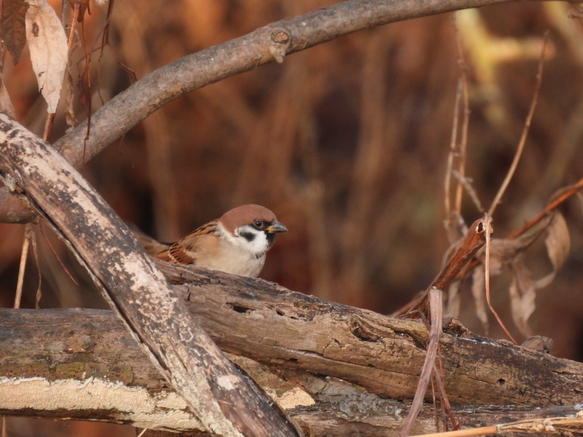 Gorrión Molinero - ML647404909