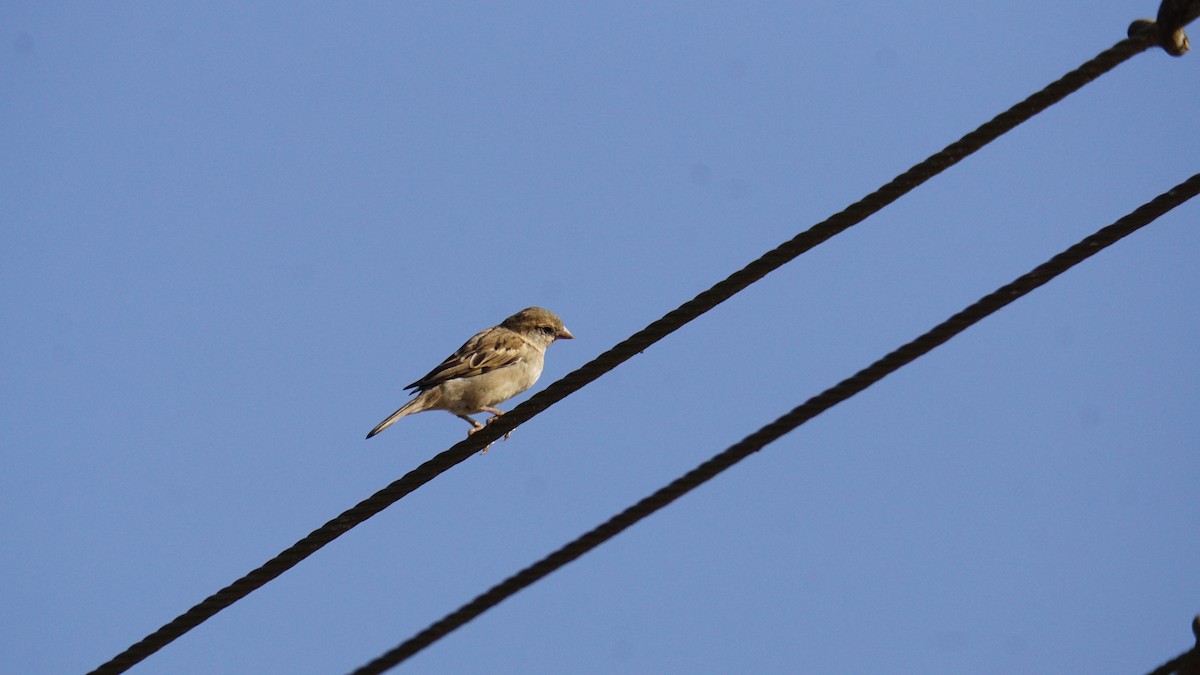 דרור הבית - ML647404920