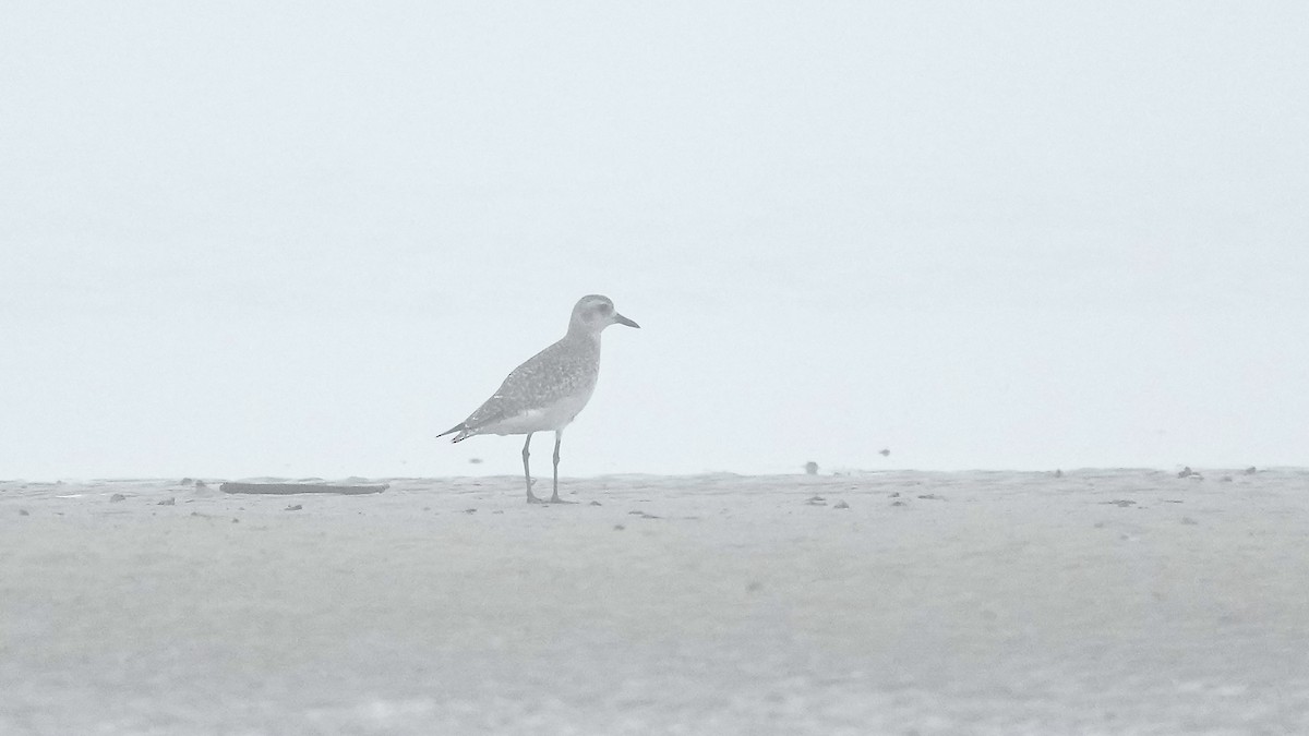 Black-bellied Plover - ML647404921