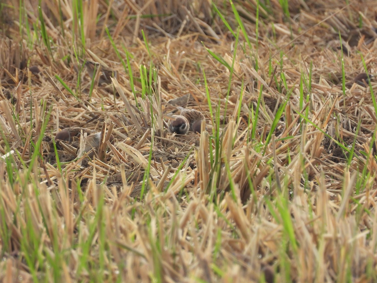 Gorrión Molinero - ML647404923