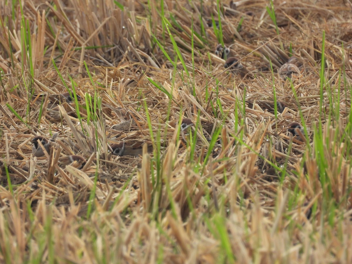 Gorrión Molinero - ML647404924