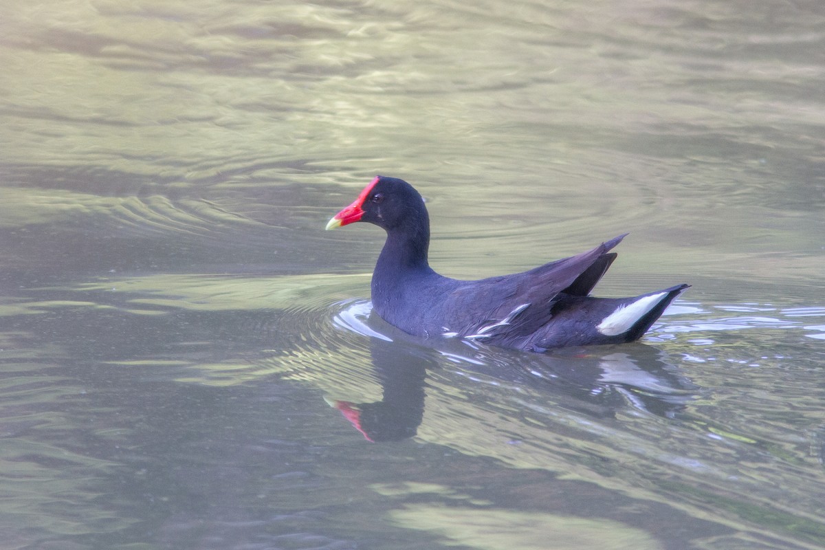 Common Gallinule - ML647404925