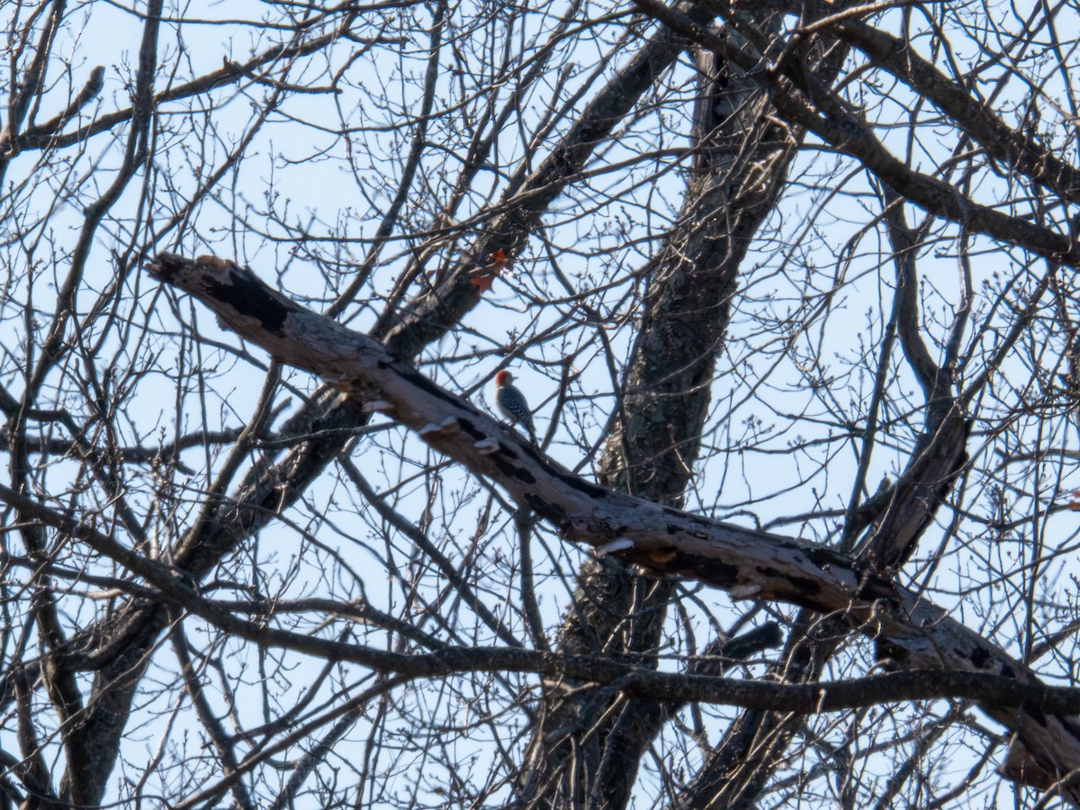 Red-bellied Woodpecker - ML647404936