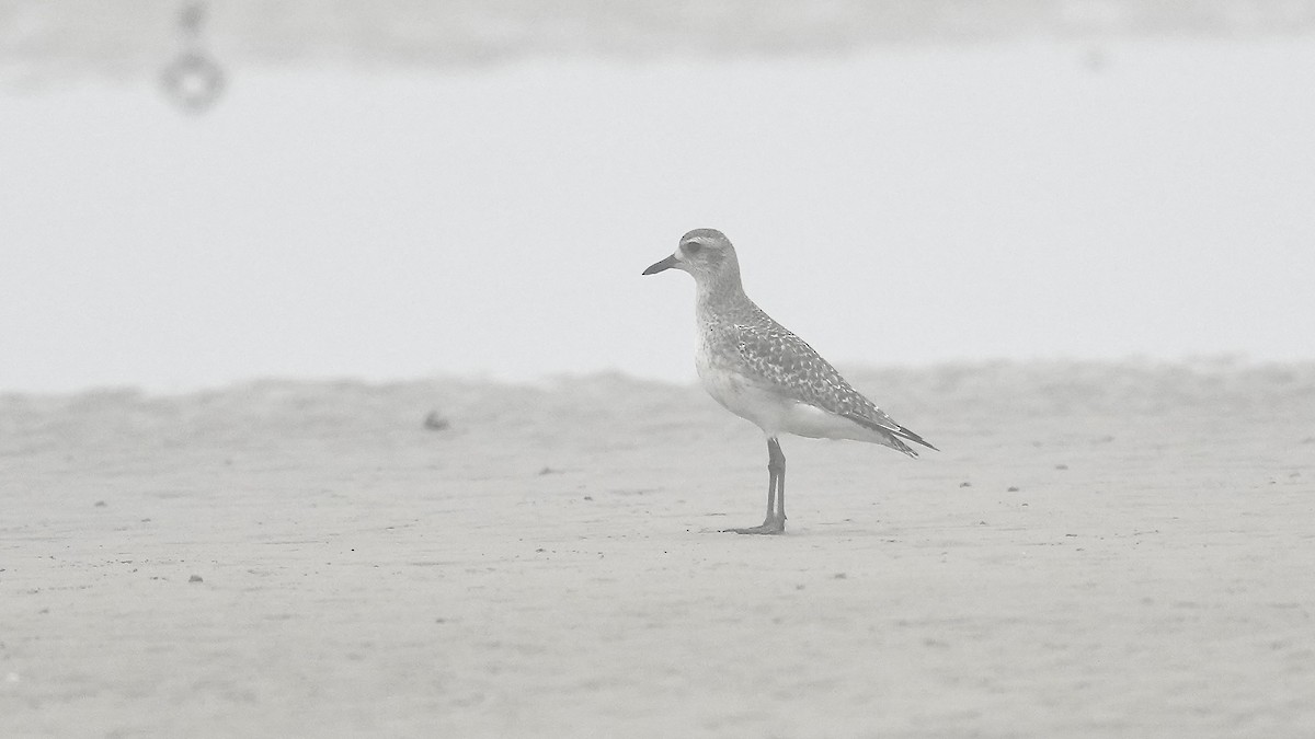 Black-bellied Plover - ML647404944