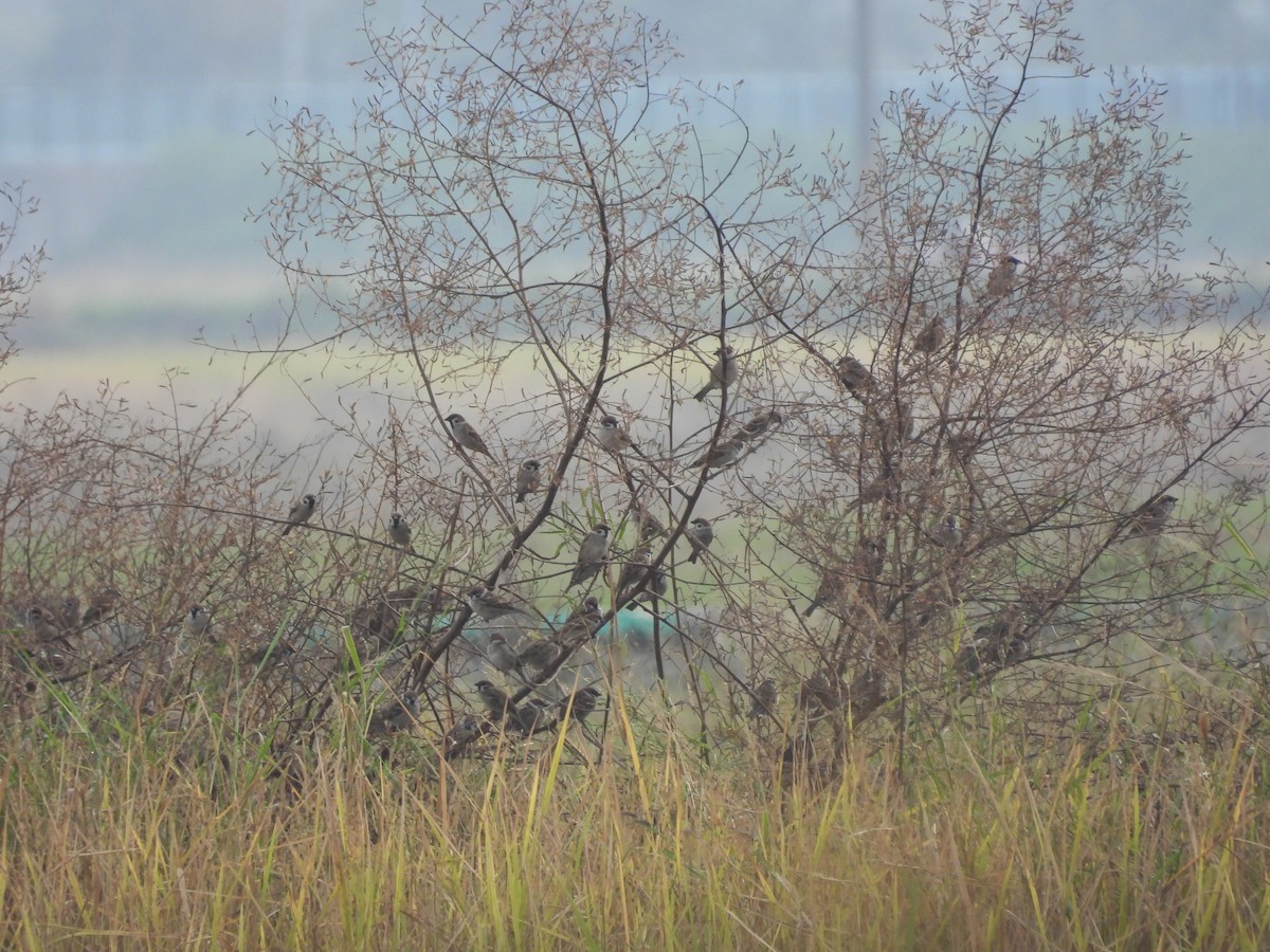 Gorrión Molinero - ML647404955