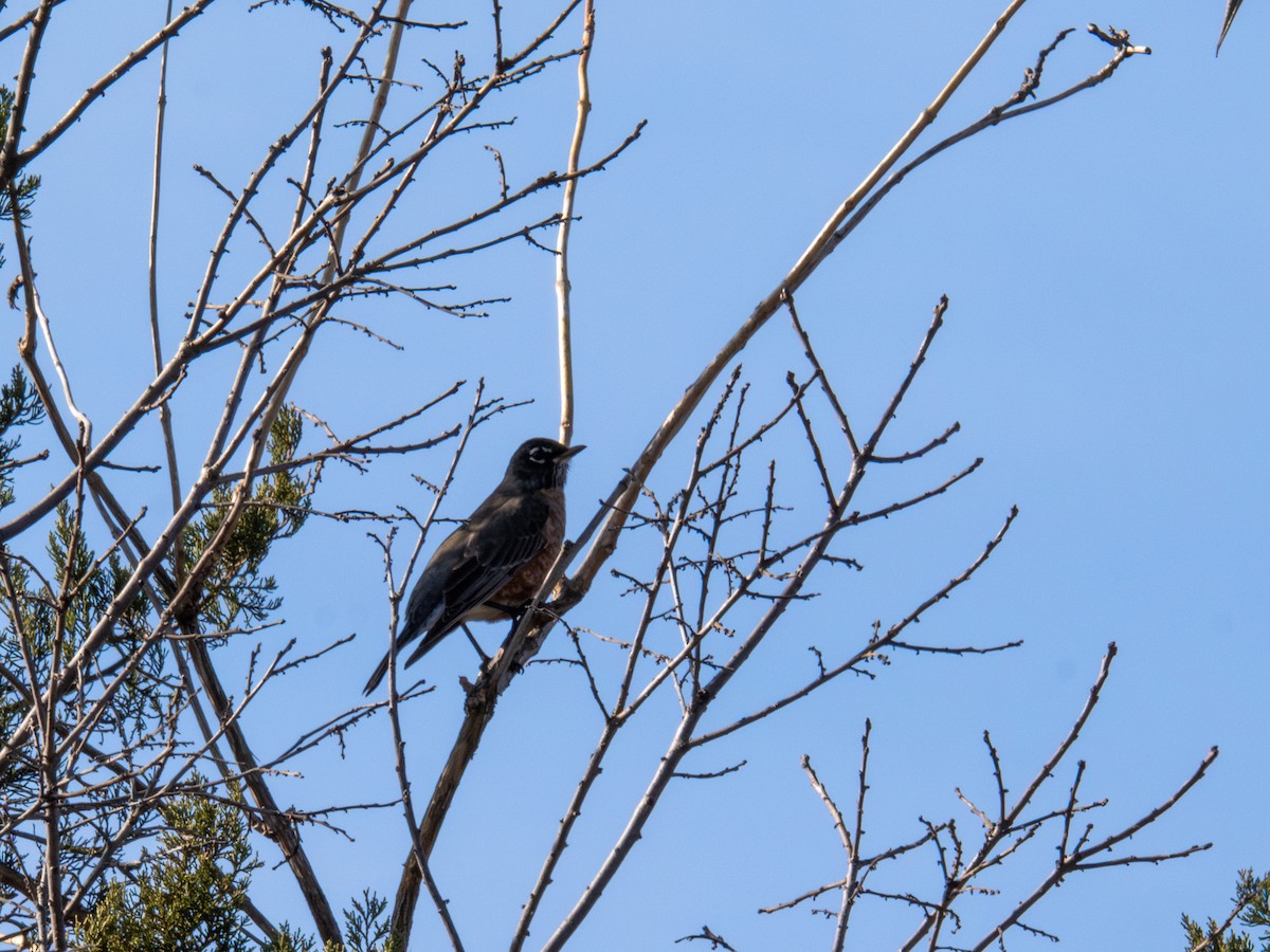 American Robin - ML647404957