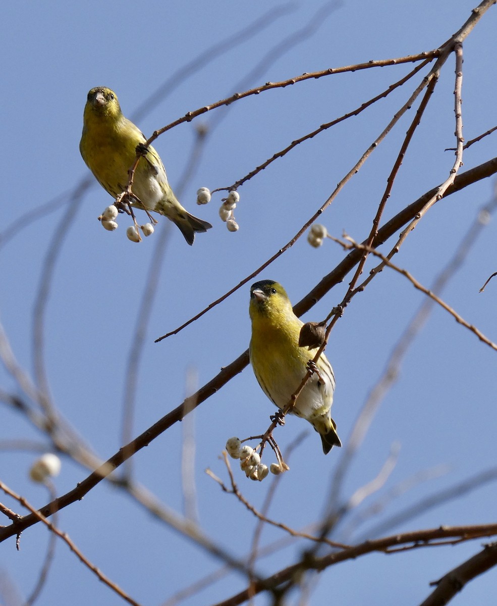 Eurasian Siskin - ML647404988