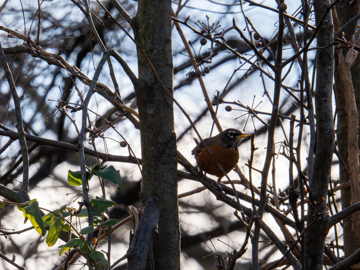 American Robin - ML647404993
