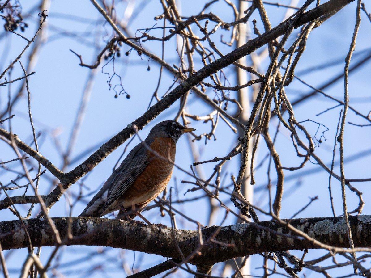 American Robin - ML647404995