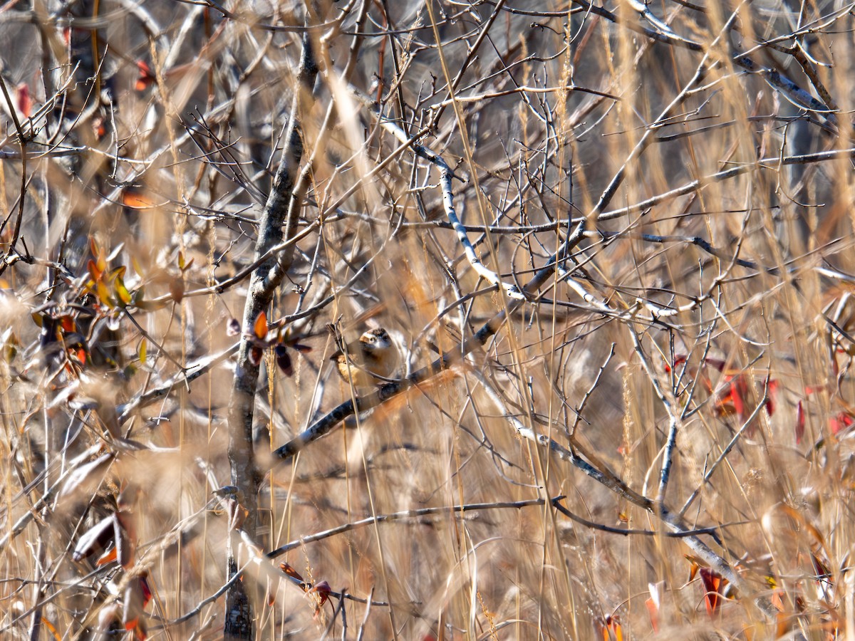 Carolina Wren - ML647404998