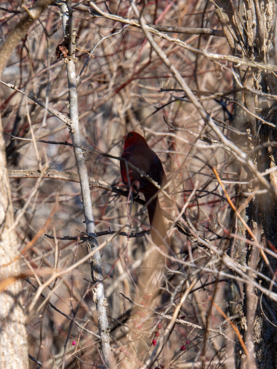 rødkardinal - ML647404999