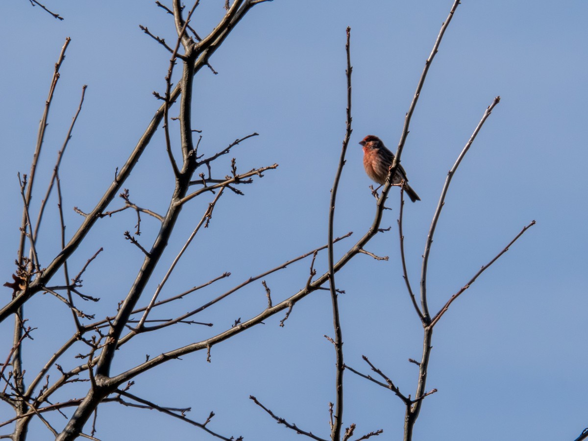 House Finch - ML647405003