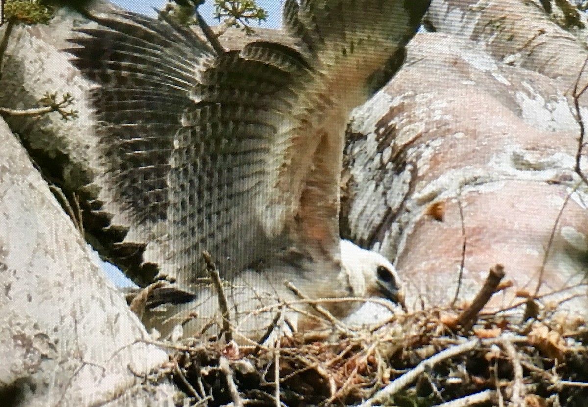 Harpy Eagle - ML647405005