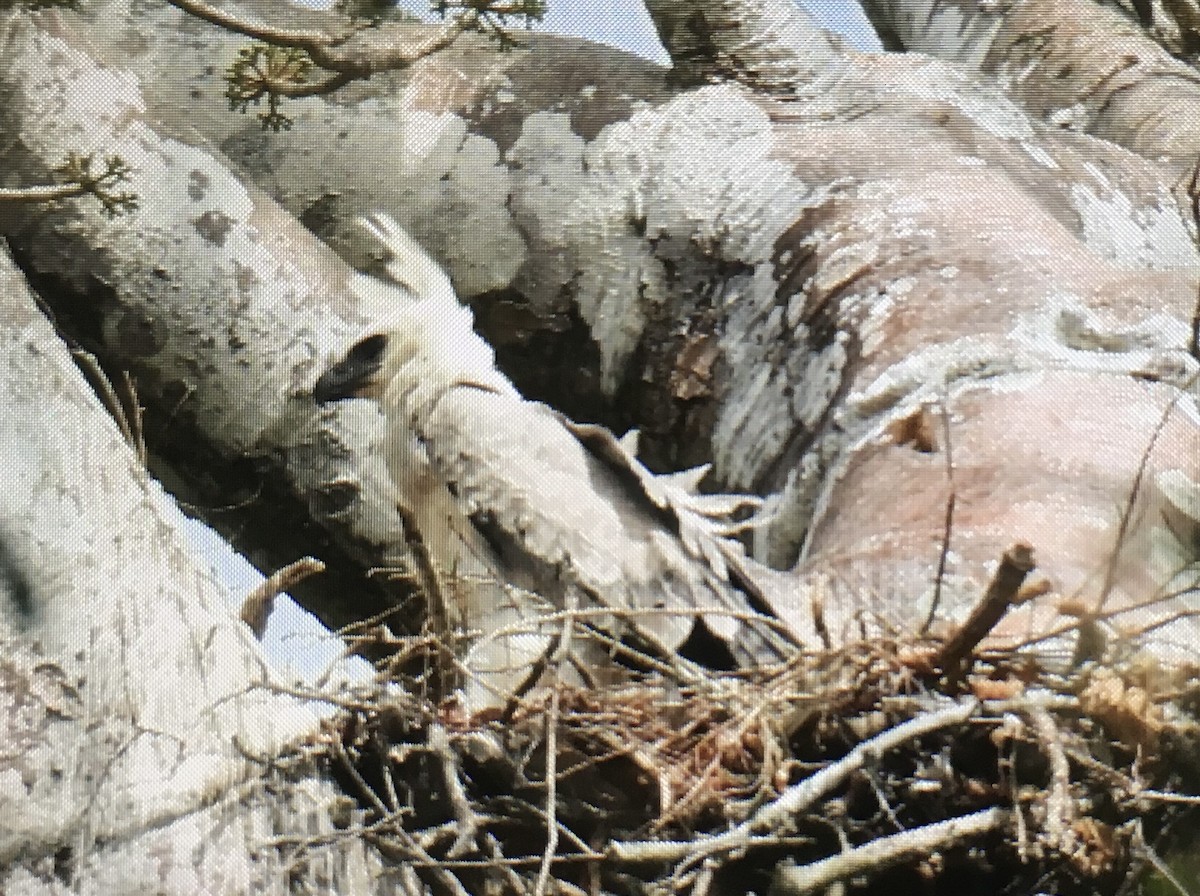 Harpy Eagle - ML647405006