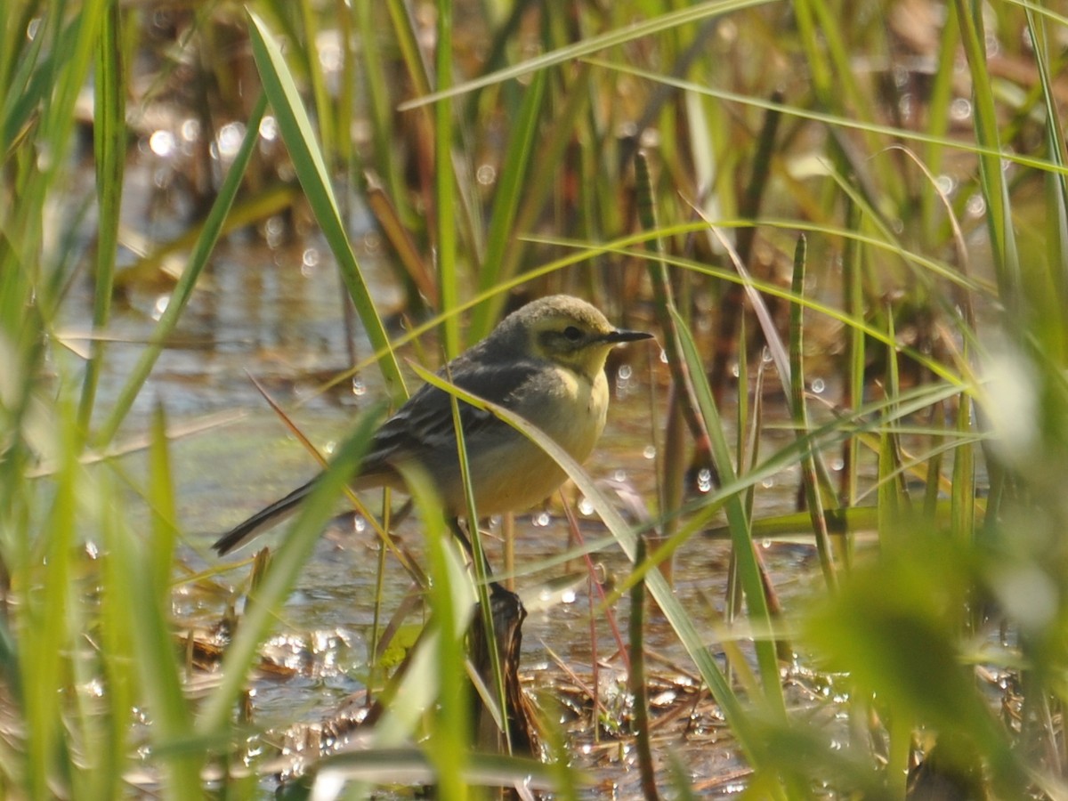 Citrine Wagtail - ML647405008