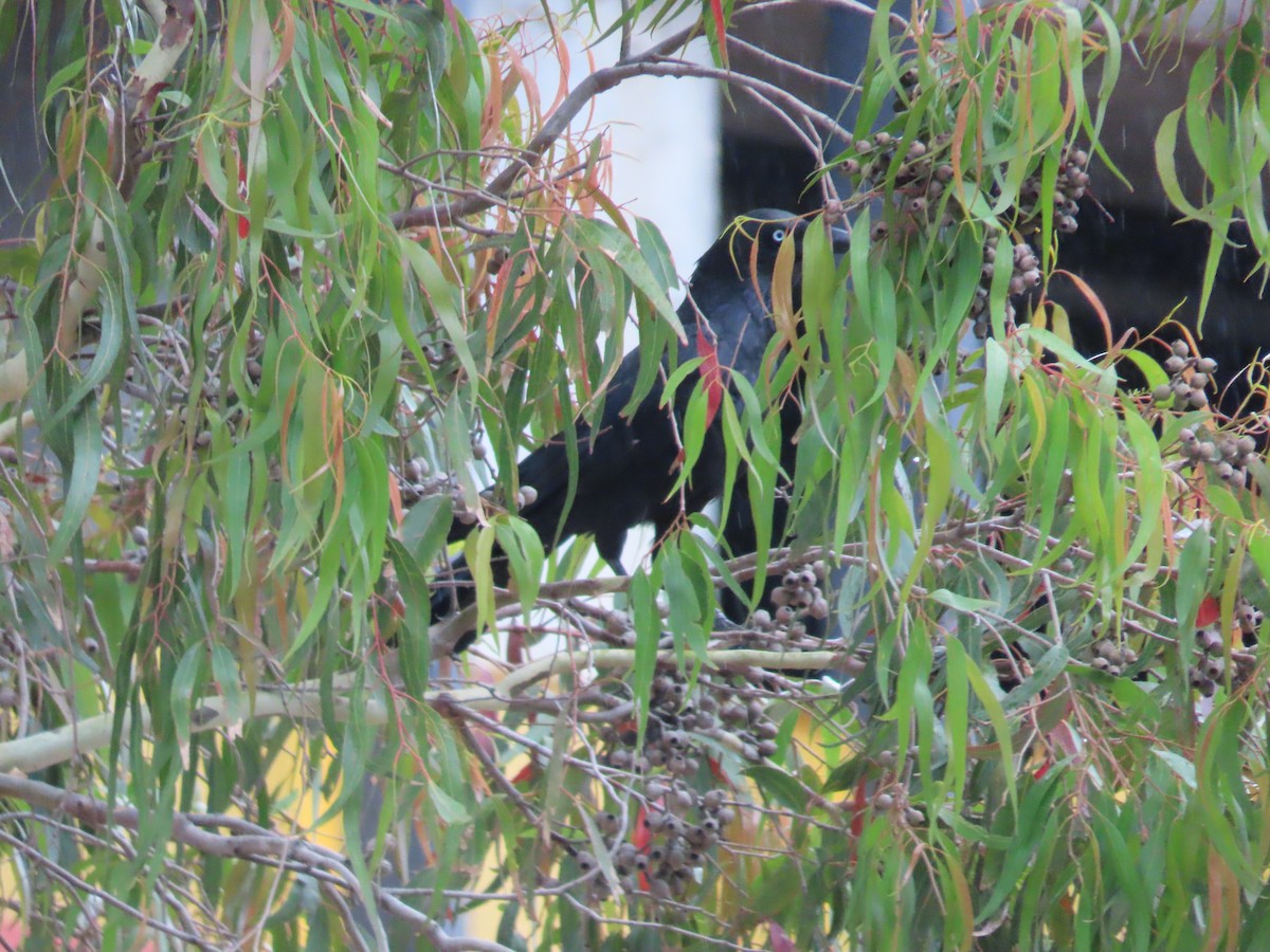 Little Raven - ML647405035