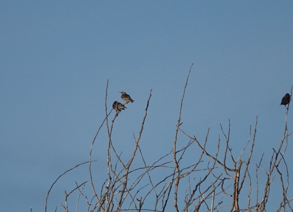 European Starling - ML647405042
