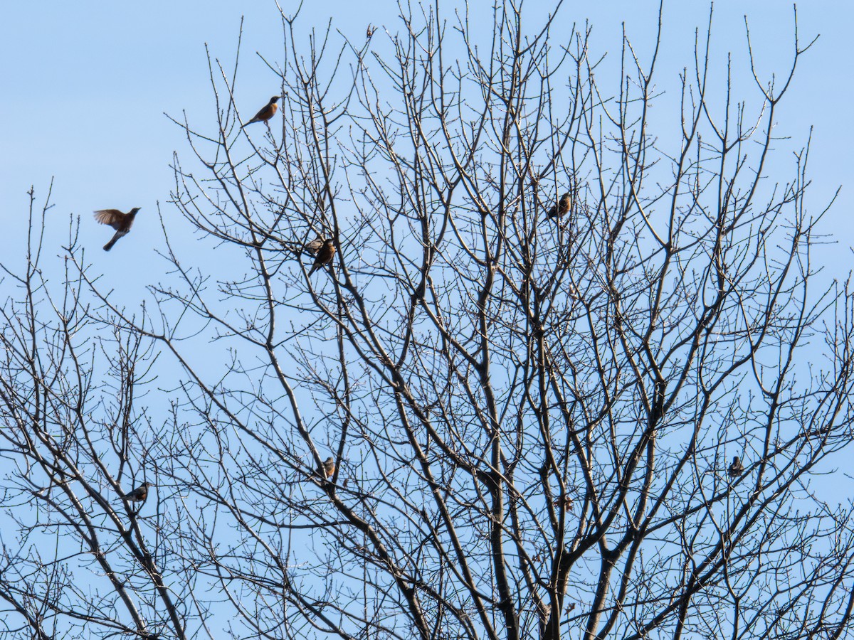 American Robin - ML647405044