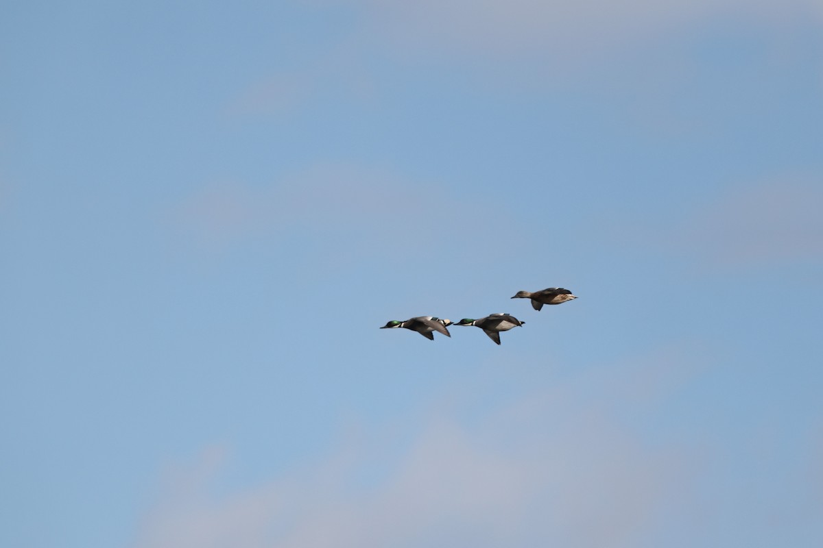 Falcated Duck - ML647405053