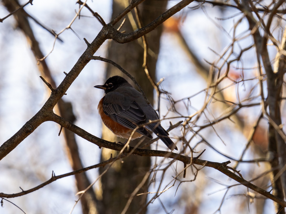American Robin - ML647405058