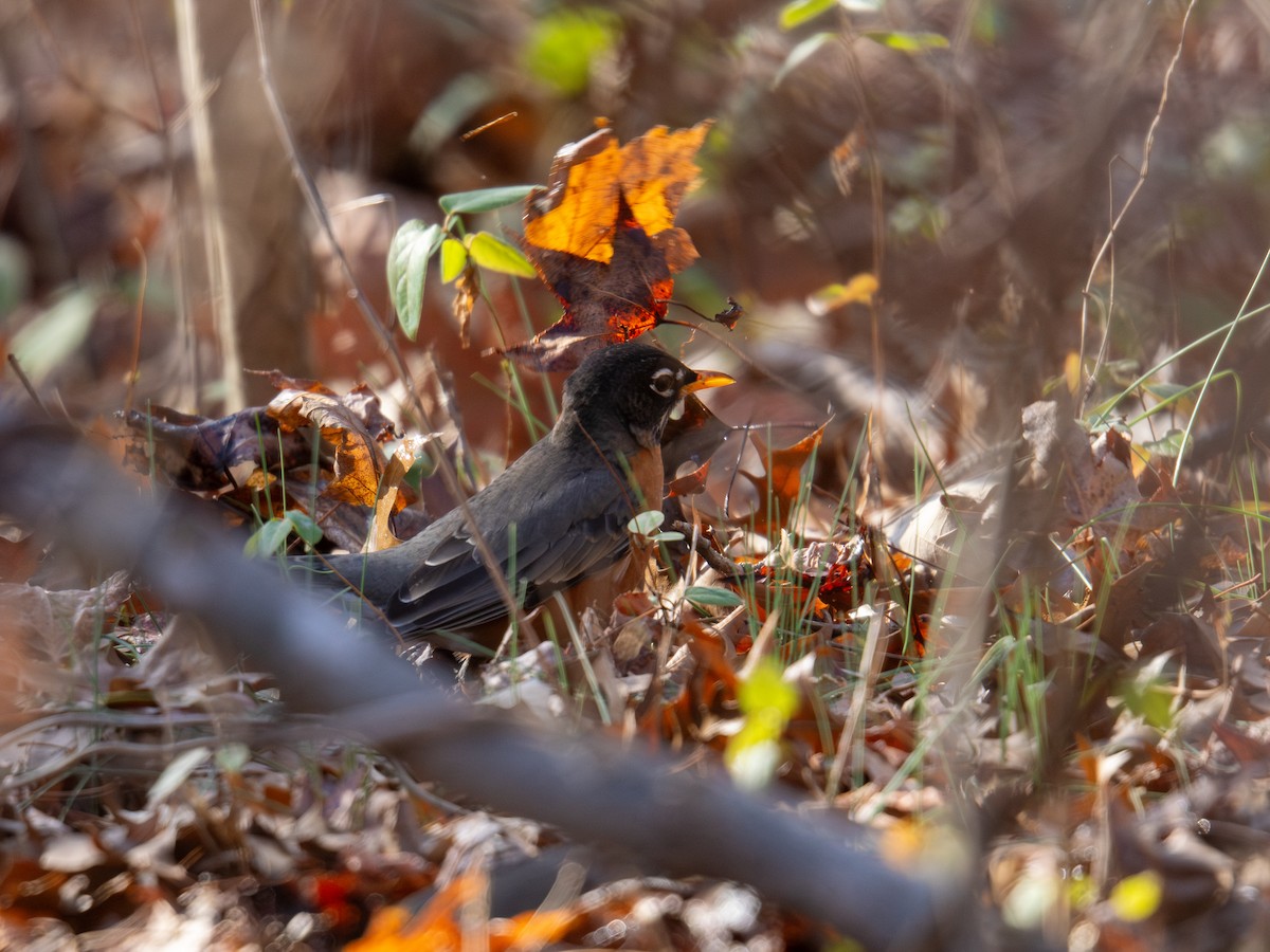 American Robin - ML647405059