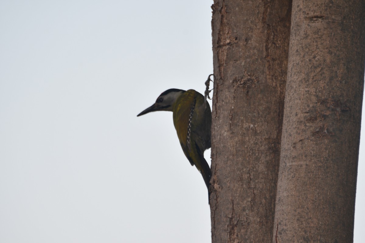 Pic cendré - ML647405060