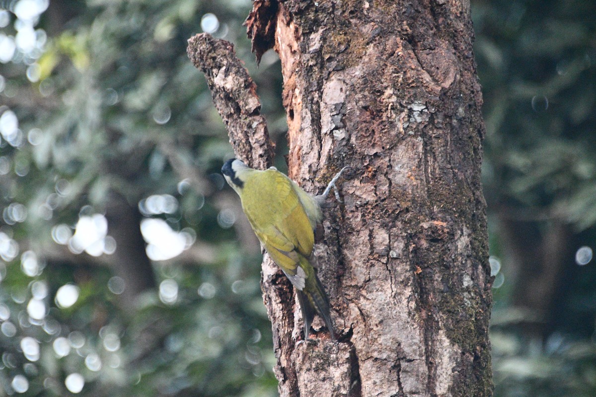 Pic cendré - ML647405061