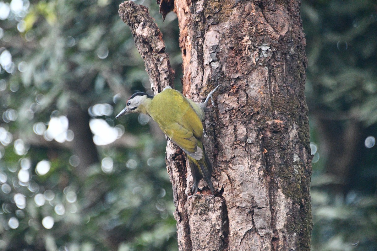 Pic cendré - ML647405062