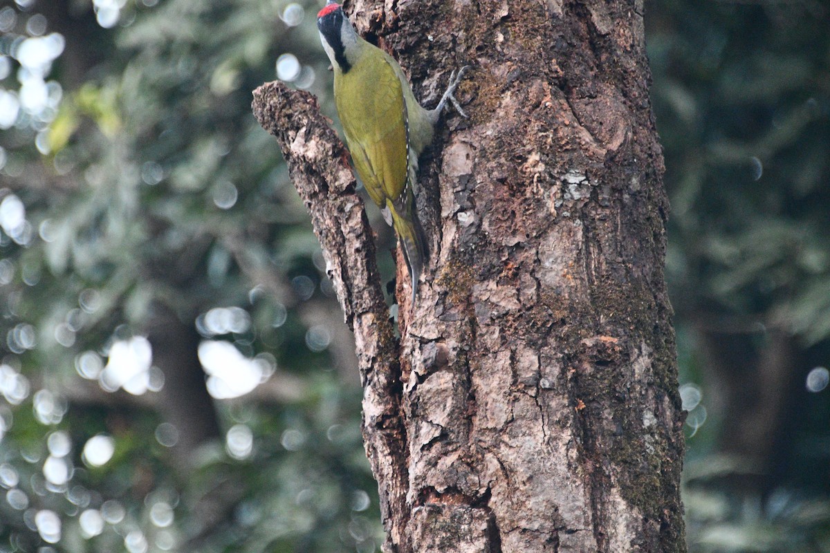 Pic cendré - ML647405063