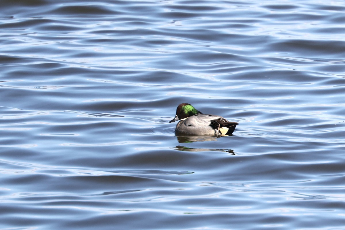 Falcated Duck - ML647405065