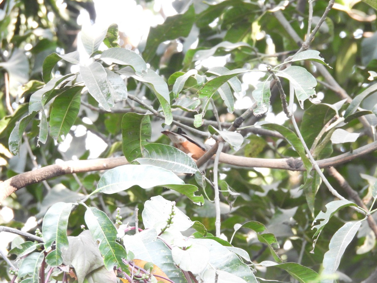 Chestnut-tailed Starling - ML647405066