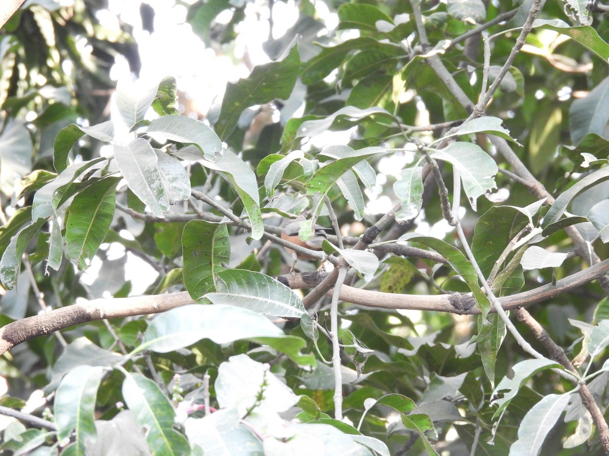 Chestnut-tailed Starling - ML647405067