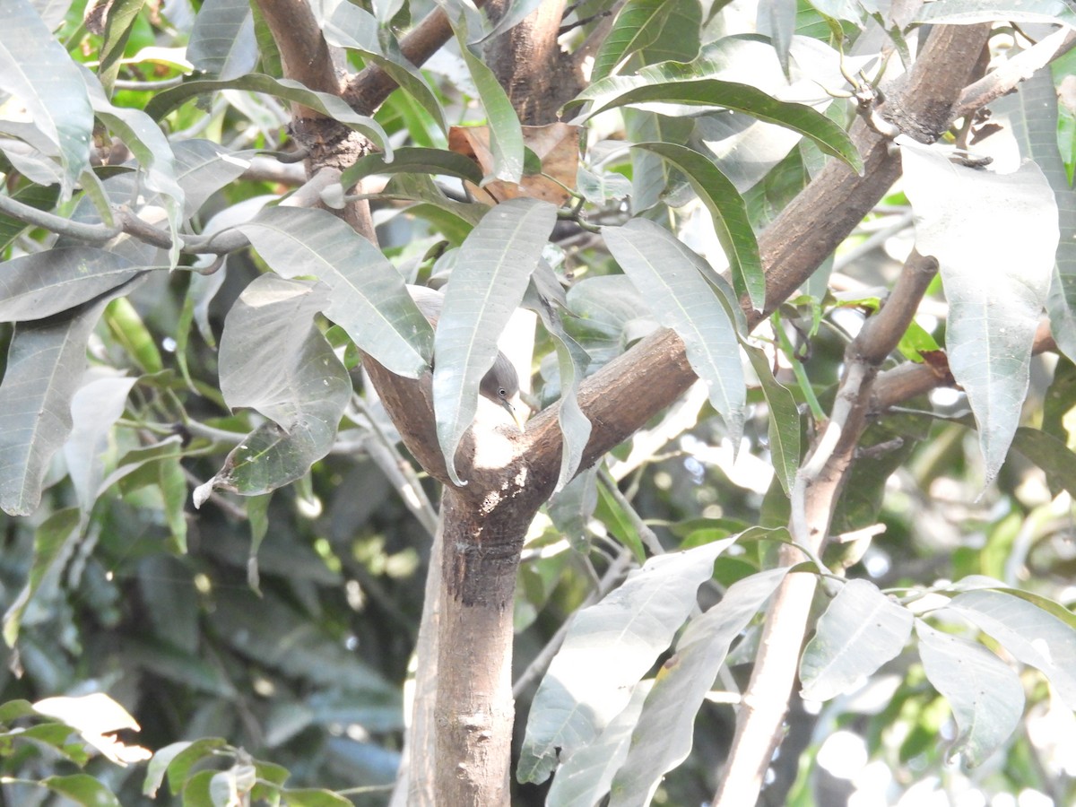 Chestnut-tailed Starling - ML647405068